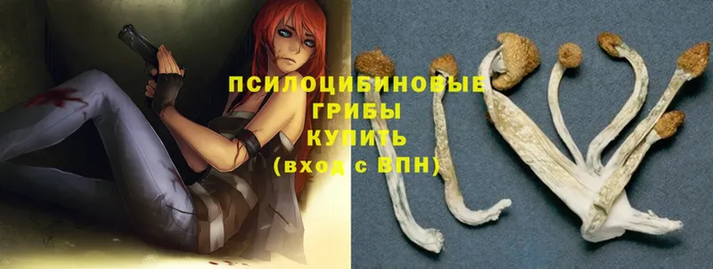 Галлюциногенные грибы Magic Shrooms  где купить   Кольчугино 